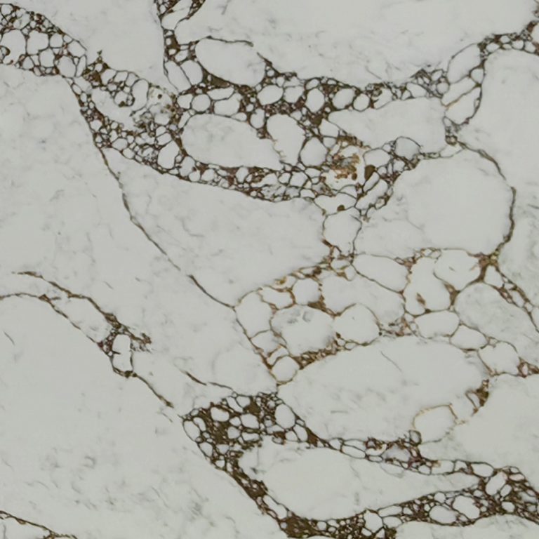 Calcatta Borghini DETAILS